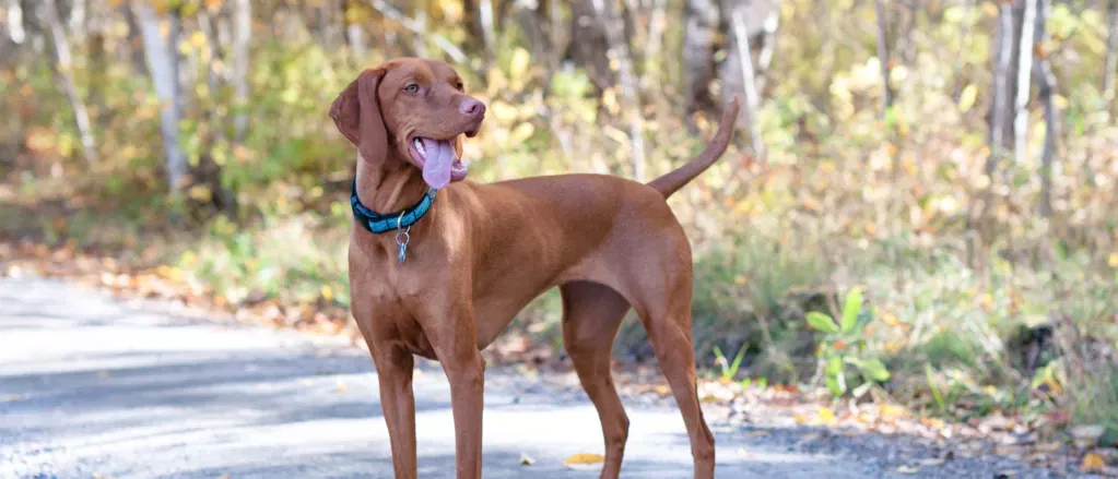 Vizsla