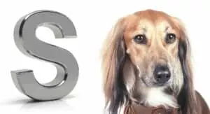 dog breeds that start with s