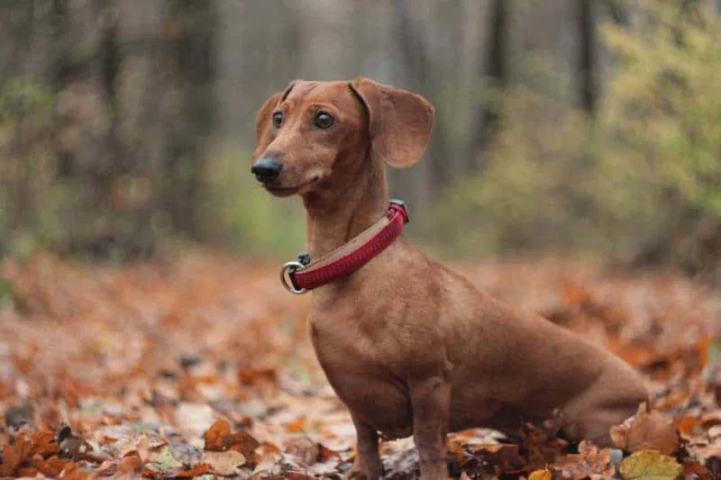red dachshund