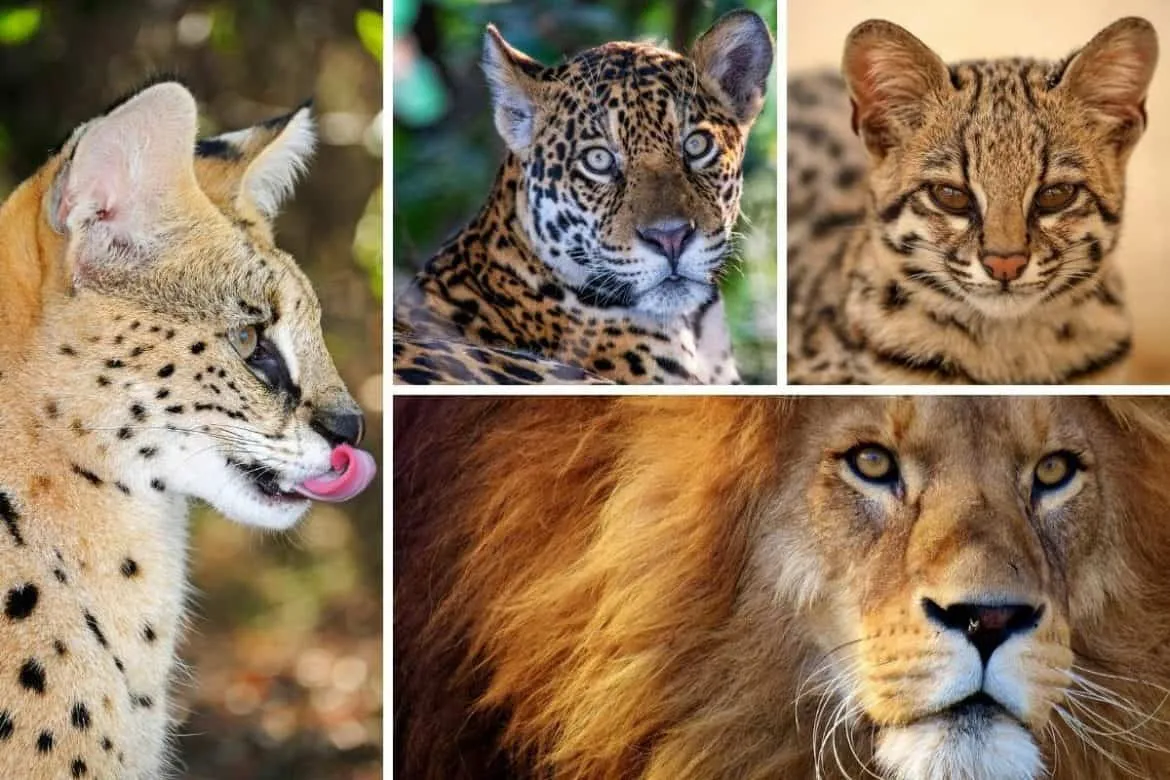 Wild Cat Breeds