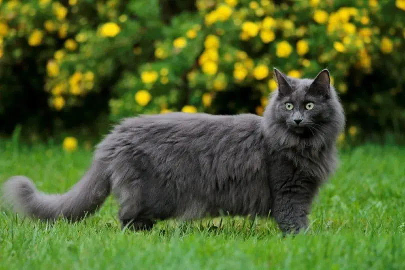 Big Fluffy Cat Breeds