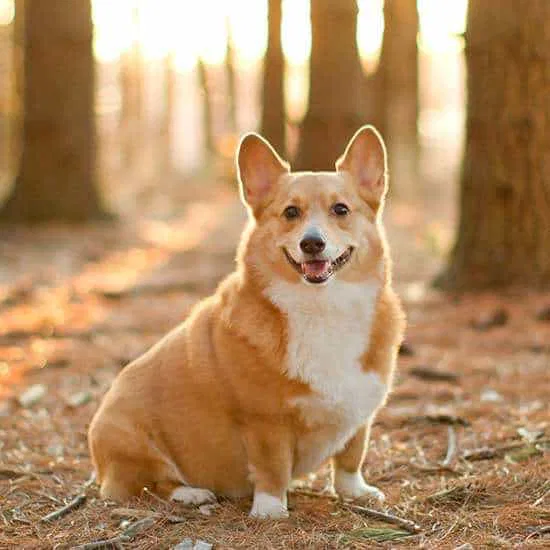 Corgi dog