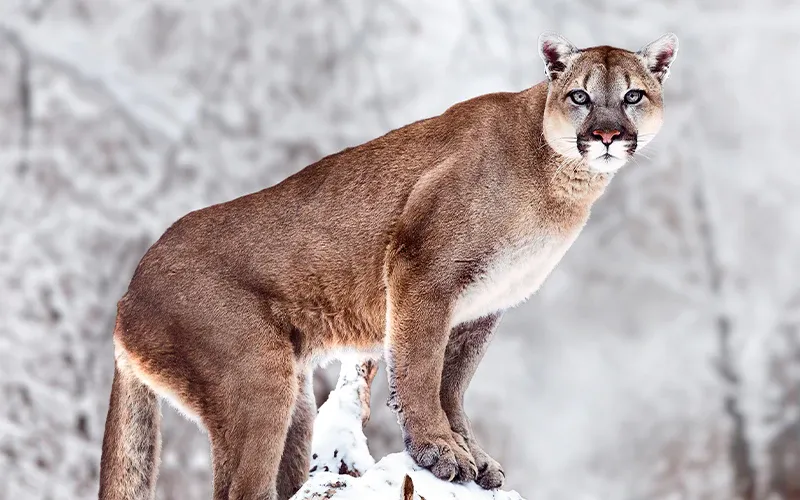 what is the largest breed of cat