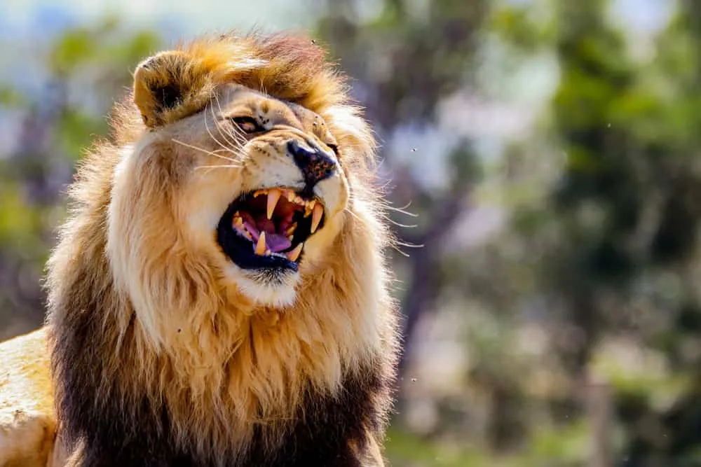lion