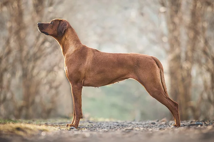 Rhodesian Ridgeback