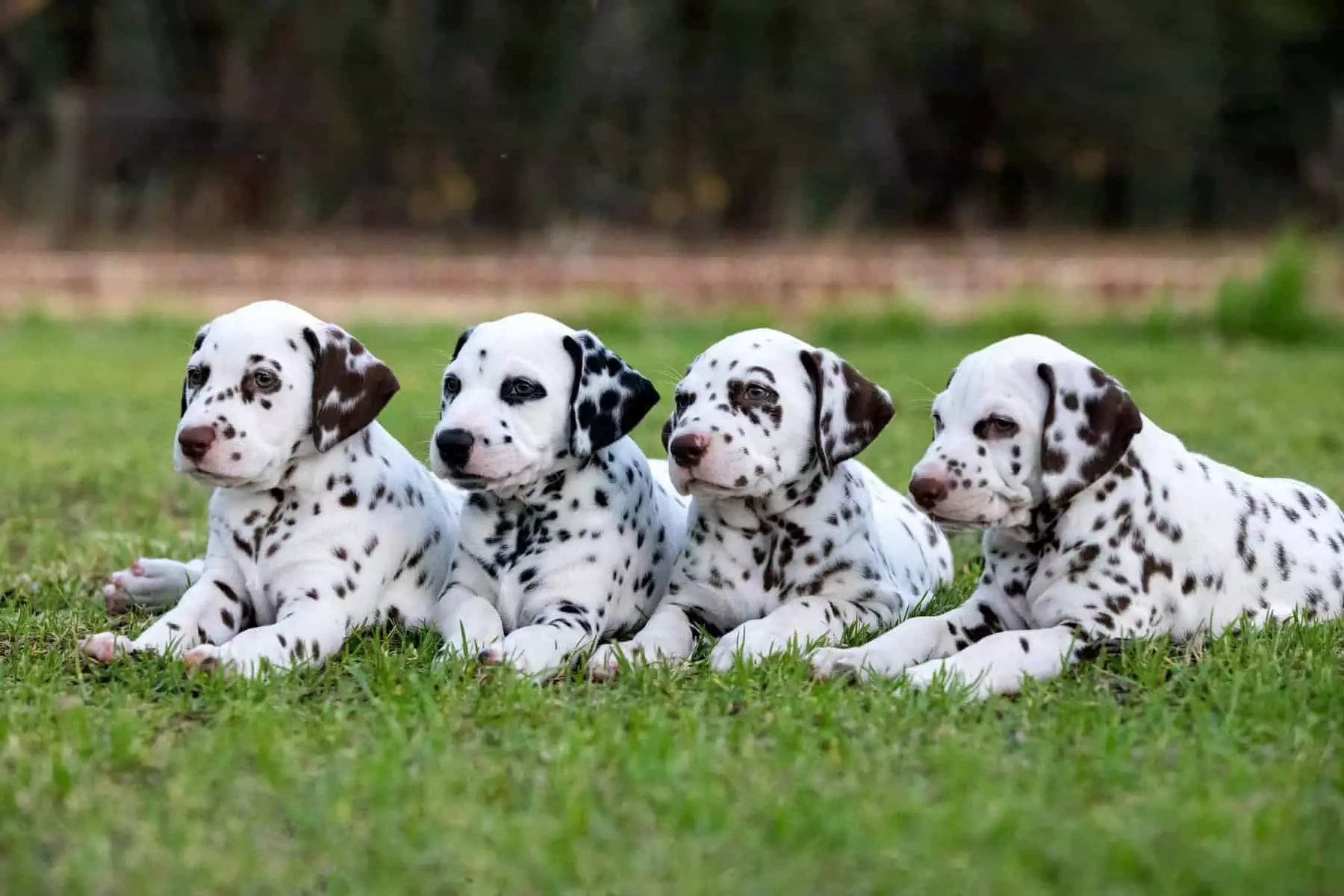 Dalmatians