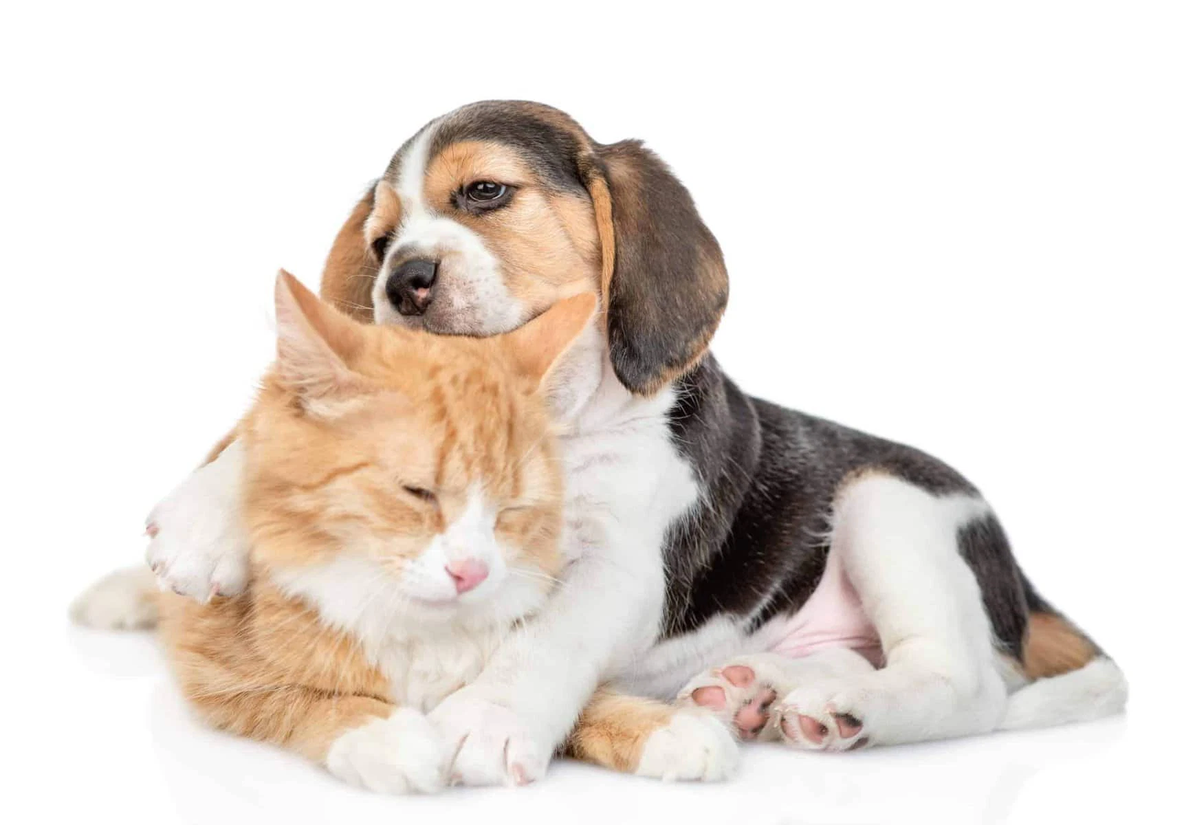 what dog breeds are good with cats
