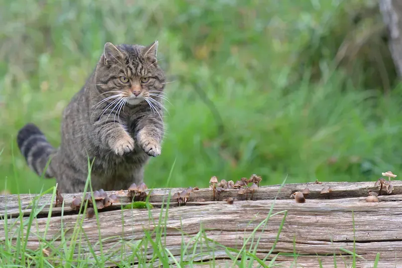 Scottish Wildcat