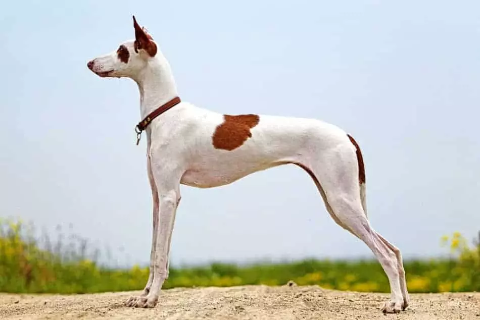 dog breeds that start with i