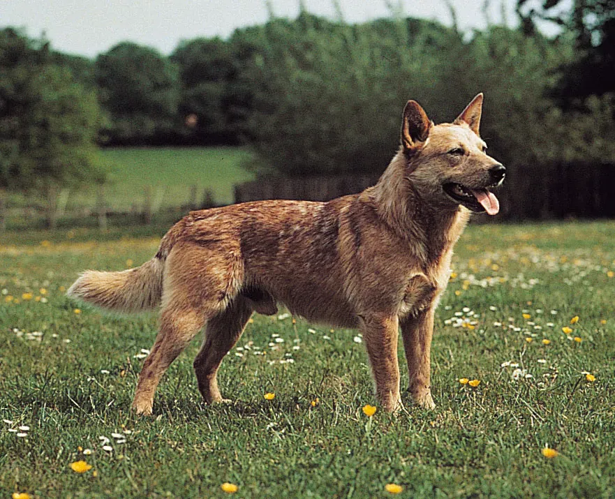 Australian Cattle Dog
