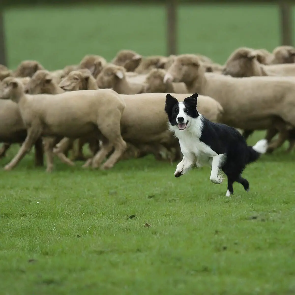border collie