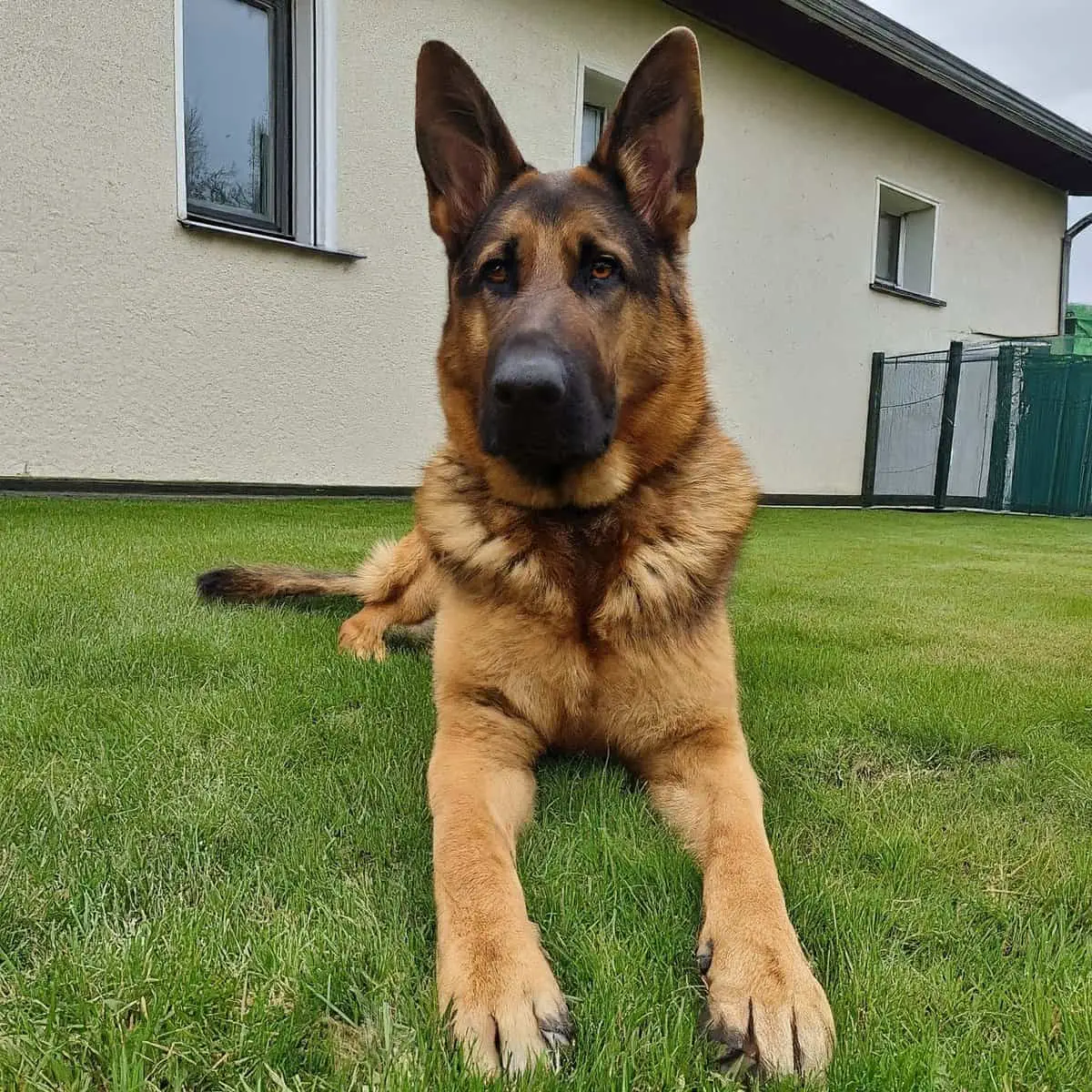 German Shepherd