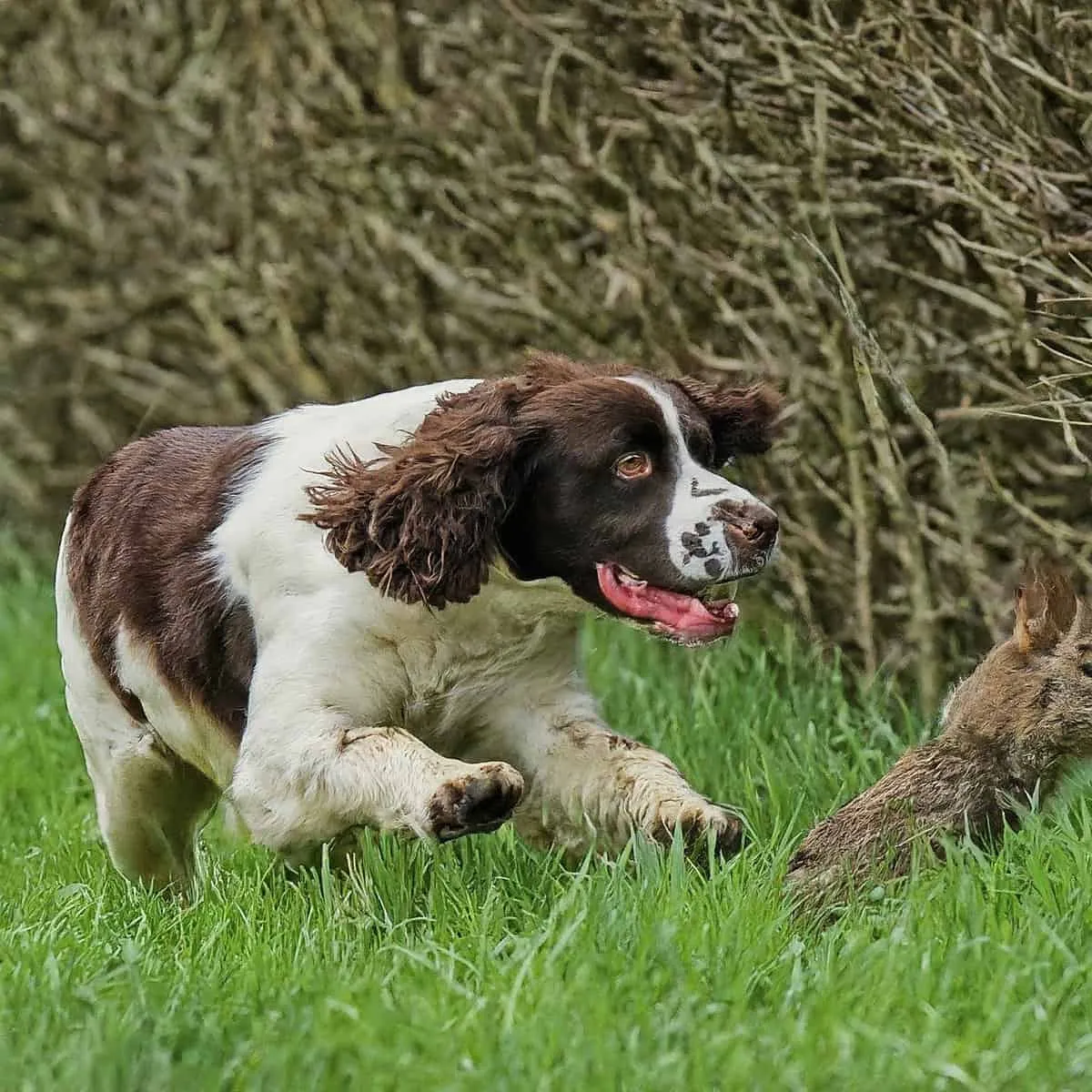 English Springer Spaniel
