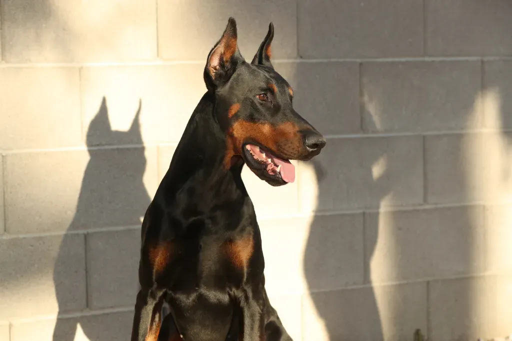doberman pinscher