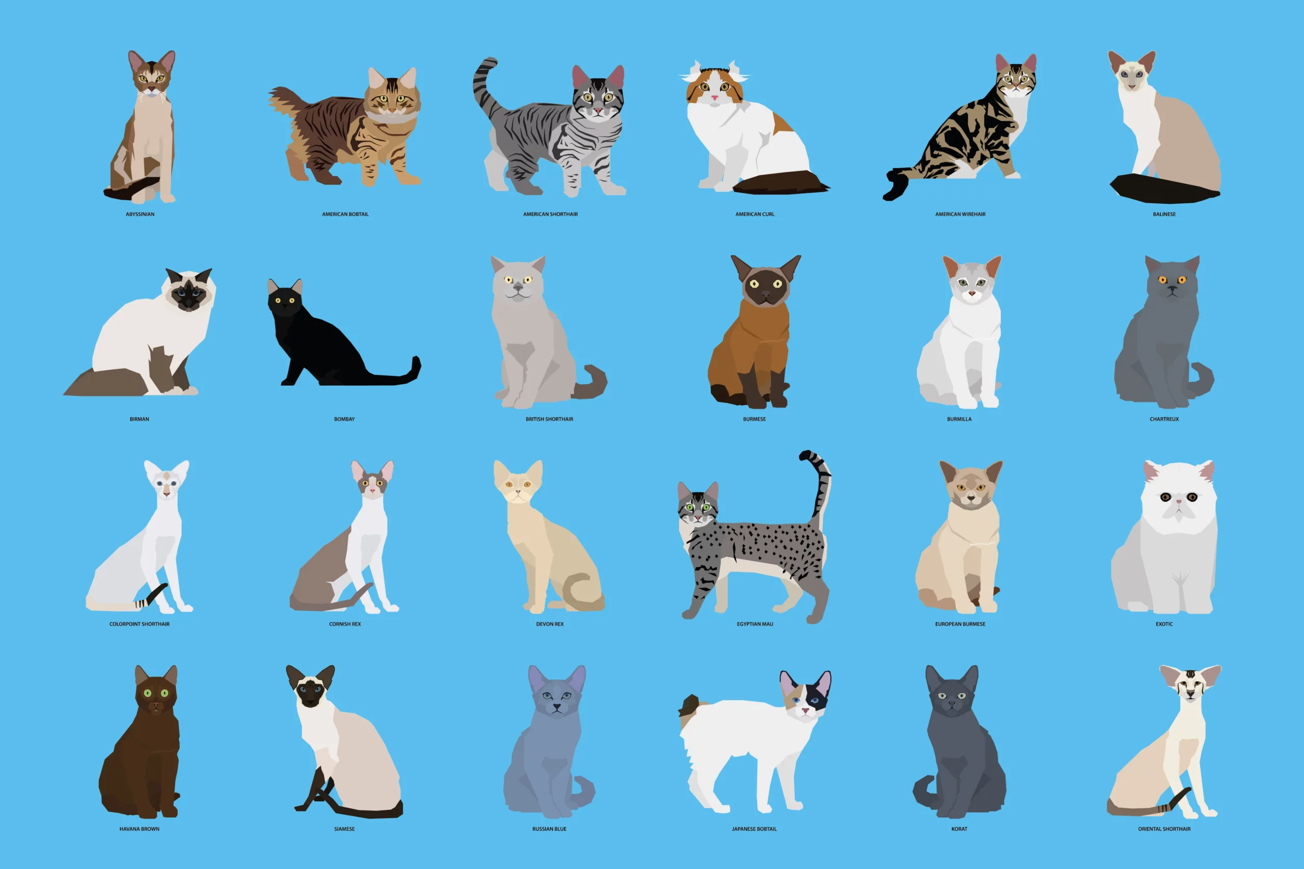 the best cat breeds