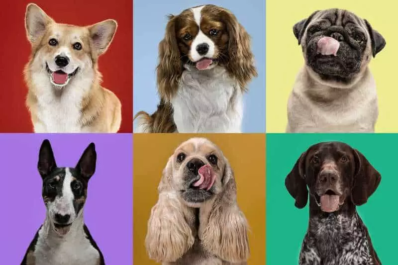 find the best dog breeds