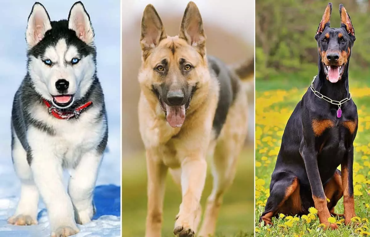 find the best dog breeds