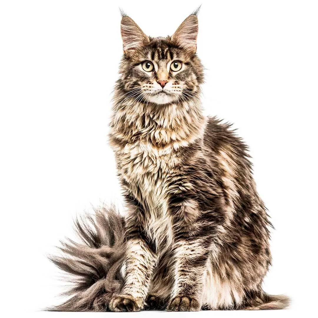 Maine Coons
