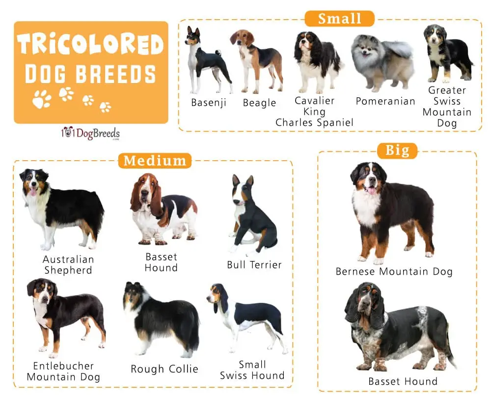 Black White Brown Dog Breeds