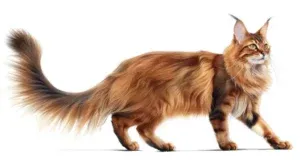 Cat Breed That Looks Like A Fox