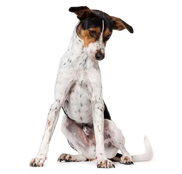 Breeds Of Dogs With Spots