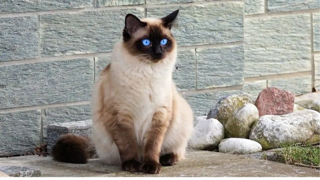 Pointed Cat Breeds