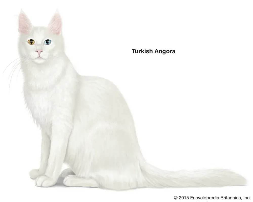Breeds Of Cats With Long Tails