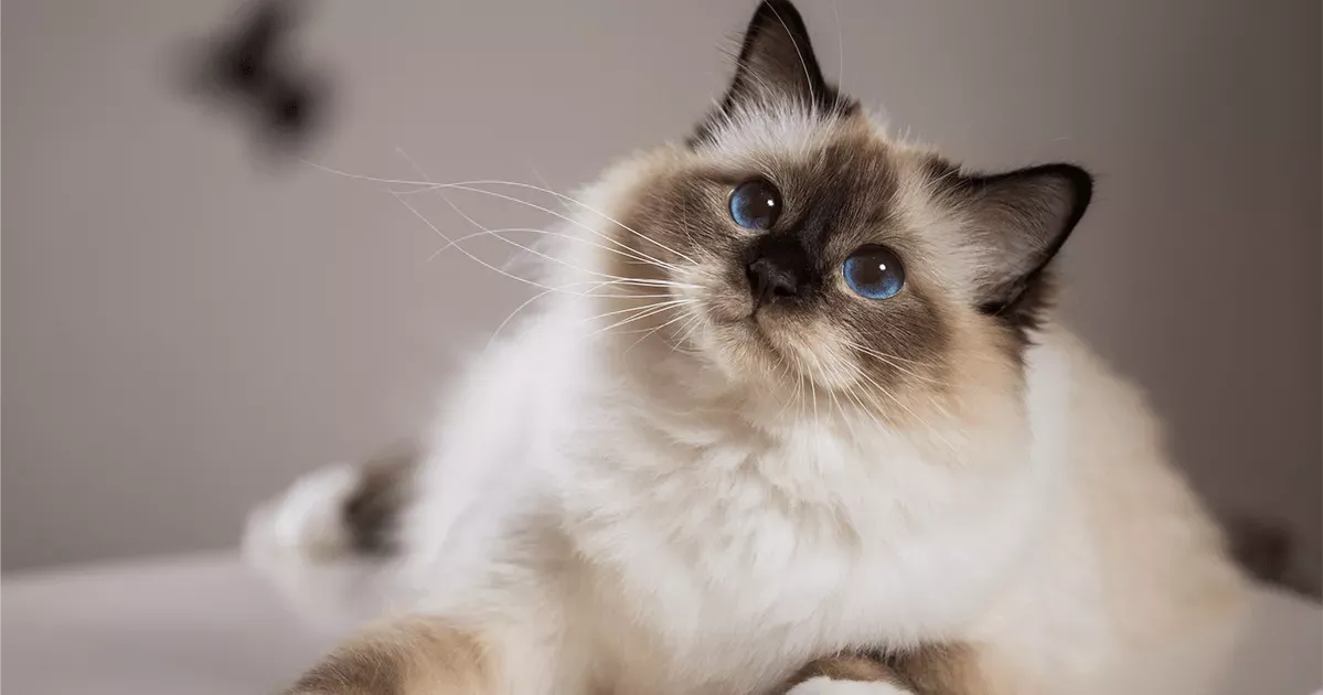 Birman