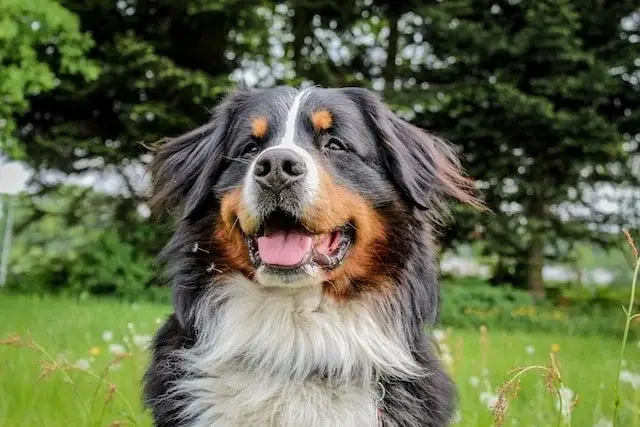 Black White Brown Dog Breeds