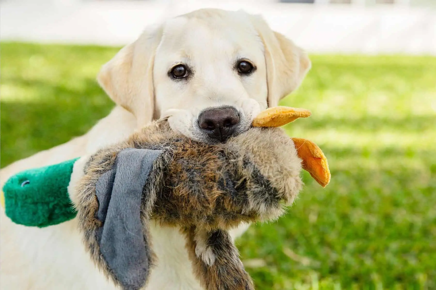 Different Breeds Of Retrievers
