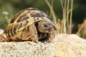 tortoise breeds